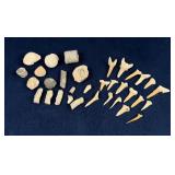 Collection of Fossils and Shark Teeth