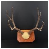 Montana Taxidermy Mule Deer Horns