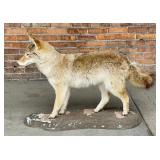 Montana Taxidermy Coyote Mount