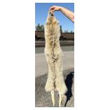 Montana Taxidermy Coyote Pelt Hide