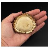 Montana Art and Antler Shop Burr Belt Buckle