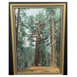 Grizzly Giant Tree Yosemite Park Tinted Photo