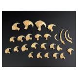African Lion Claws Montana Residents Only