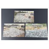Los Angeles California Pigeon Farm Postcards