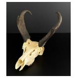 Montana Pronghorn Antelope Skull Taxidermy