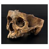 Antique Human Medical Autopsy Skull