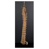 Antique Human Medical Spinal Column