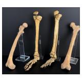 Antique Human Medical Bones Legs and Feet