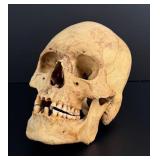 Antique Medical Male Human Skull West Eurasian