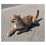 Montana Taxidermy Bobcat Mount