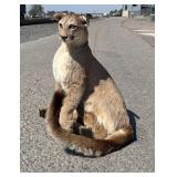 Montana Mountain Lion Taxidermy Mount