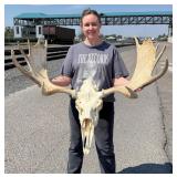 Montana Taxidermy Shiras Moose Horns