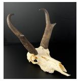 European Mount Montana Taxidermy Antelope