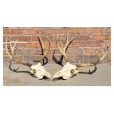 Pair of Montana European Mount Taxidermy Mule Deer