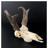 European Mount Montana Taxidermy Antelope