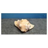 Beautiful Pink Sea Shell