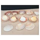 Scallop Shells