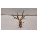 Deer Antlers