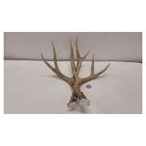 Deer Antlers