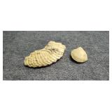 Fossil Appears to be Ammonite & a Clam
