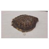 Hawksbill Turtle Shell (Carapace)