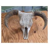 Cow  Skull