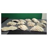 Small Collection of Shells