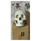 New replica adult skull #1.