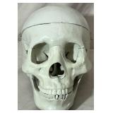 New replica adult skull #1.