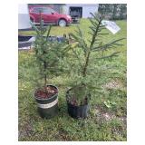 Two Potted Norway Spruce Evergreens in Nursery Containers