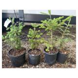 Lot of 4 Fraser Fir Potted Saplings