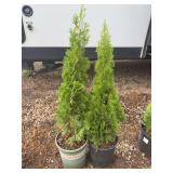 Two Emerald Arborvitae Evergreen Trees in Potted Containers
