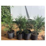 Lot of 4 Techny Arborvitae Potted Plants