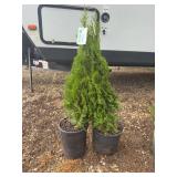 Pair of Emerald Arborvitae Trees in Potted Containers