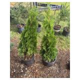Two Emerald Arborvitae Trees in Containers