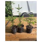 Lot of Four Potted Fraser Fir Evergreen Tree Saplings
