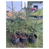 Potted Norway Spruce Trees Set of Three