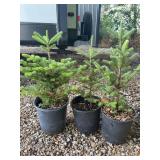 Set of Three Potted Fraser Fir Evergreen Conifer Saplings