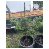 Potted Norway Spruce Trees in Nursery Containers