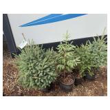 Potted Black Hills Spruce Trees Set of Four