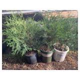Set of Three Potted Techny Arborvitae Evergreen Shrubs