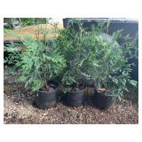 Techny Arborvitae Potted Plants Set of Three