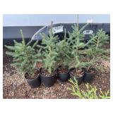 Set of Five Potted Black Hills Spruce Trees