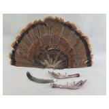 Wild Turkey Taxidermy Fan Feathers, Feet, and Beard