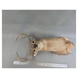 Taxidermy White-Tailed Deer Shoulder Mount