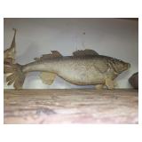 Taxidermy Fish Mounts