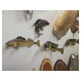 Four Fish Taxidermy Mounts Including Largemouth Bass, Walleye, Grayling, and Rock Bass