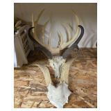 Antelope Skull and Antler Specimens