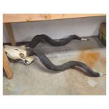Taxidermy Greater Kudu Skull with Long Horns