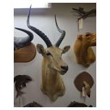 Taxidermy Impala Shoulder Mount
